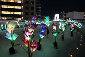 The flower garden night